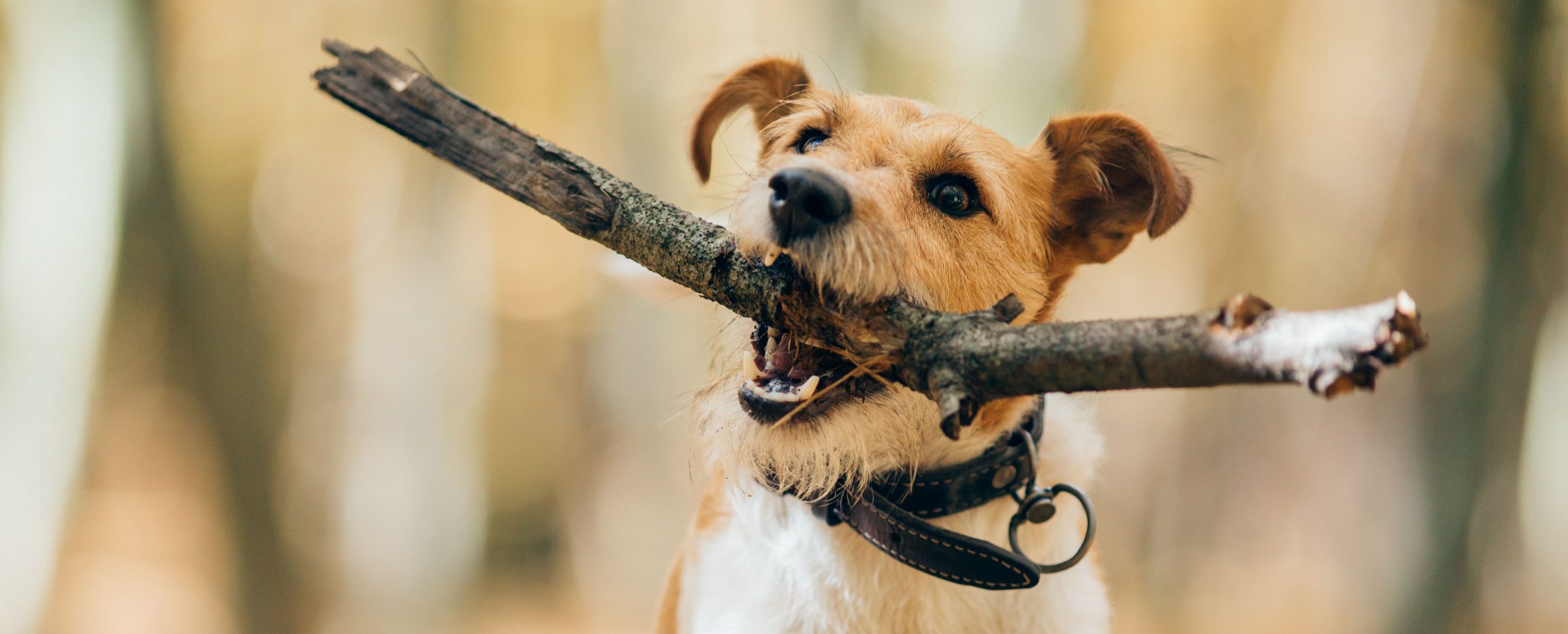 Amazing,Fox terrier,In,An,Autumn,Forest.